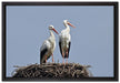 zwei stolze Störche im Nest auf Leinwandbild gerahmt Größe 60x40
