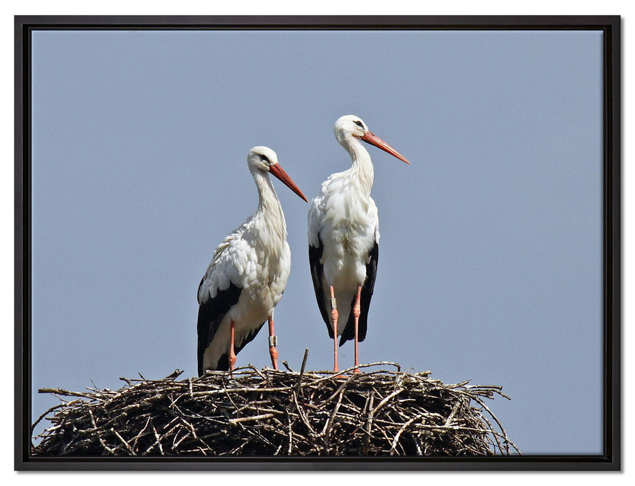 zwei stolze Störche im Nest auf Leinwandbild gerahmt Größe 80x60