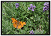 Schmetterling auf Blumenwiese auf Leinwandbild gerahmt Größe 100x70