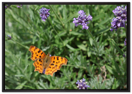 Schmetterling auf Blumenwiese auf Leinwandbild gerahmt Größe 100x70