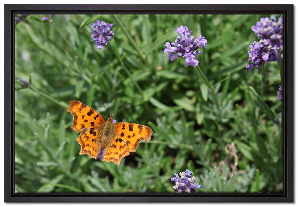 Schmetterling auf Blumenwiese auf Leinwandbild gerahmt Größe 60x40
