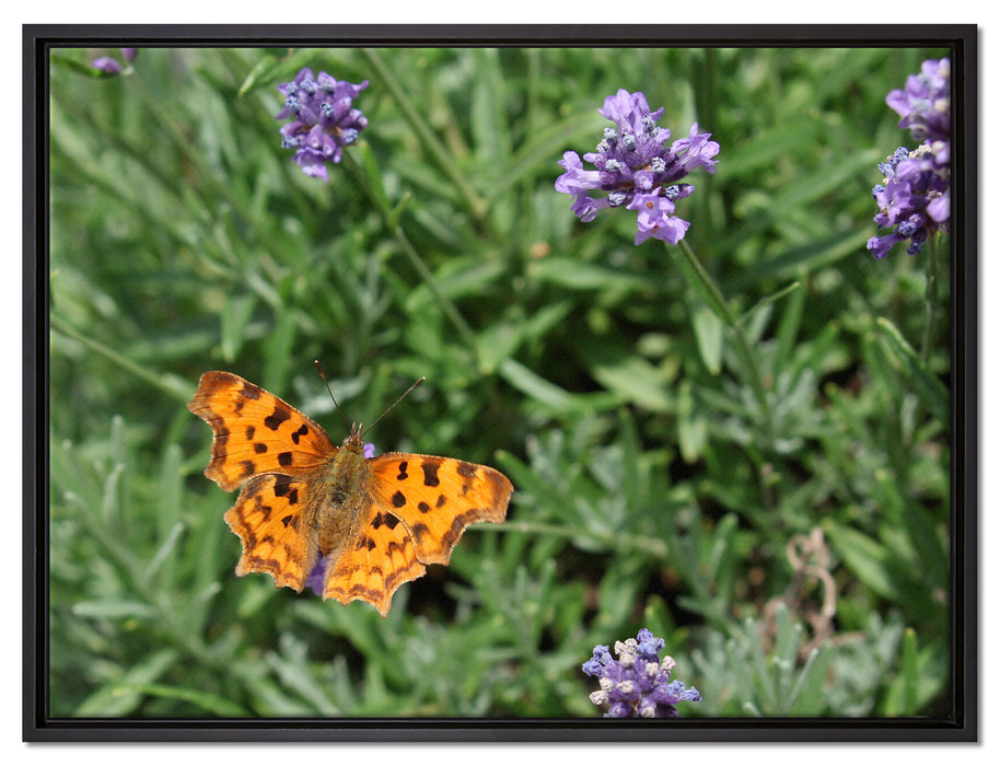 Schmetterling auf Blumenwiese auf Leinwandbild gerahmt Größe 80x60