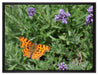 Schmetterling auf Blumenwiese auf Leinwandbild gerahmt Größe 80x60