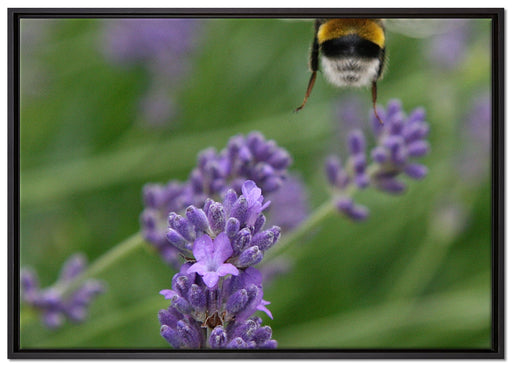 Biene auf Kriechender Günsel auf Leinwandbild gerahmt Größe 100x70