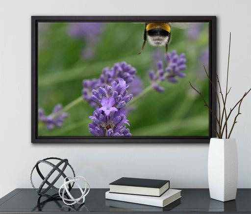 Biene auf Kriechender Günsel auf Leinwandbild gerahmt mit Kirschblüten