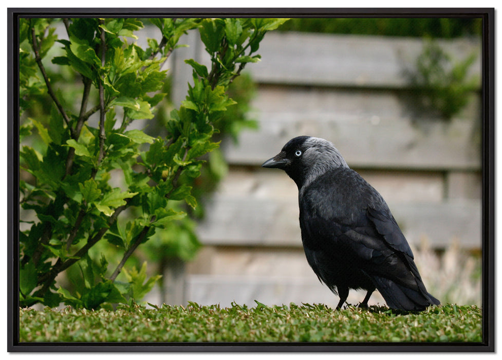 Vogel auf Gartenwiese auf Leinwandbild gerahmt Größe 100x70