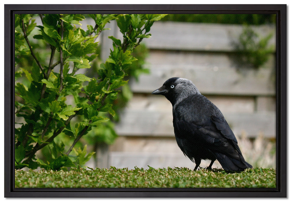 Vogel auf Gartenwiese auf Leinwandbild gerahmt Größe 60x40