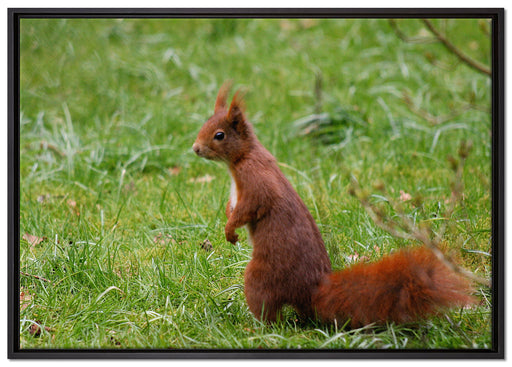 Eichhörnchen auf Leinwandbild gerahmt Größe 100x70
