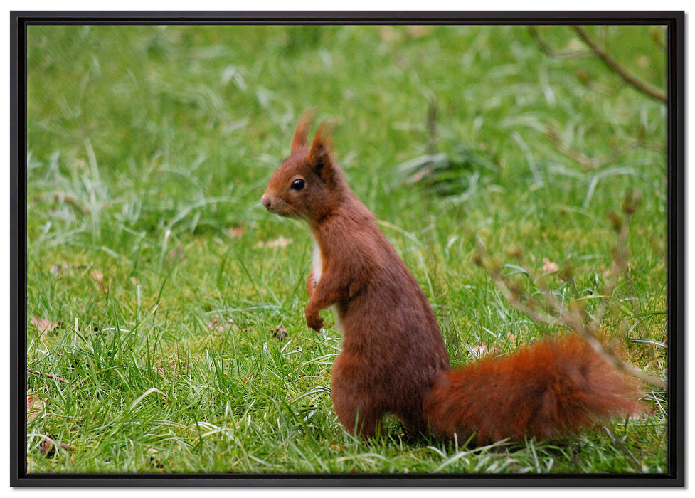 Eichhörnchen auf Leinwandbild gerahmt Größe 100x70