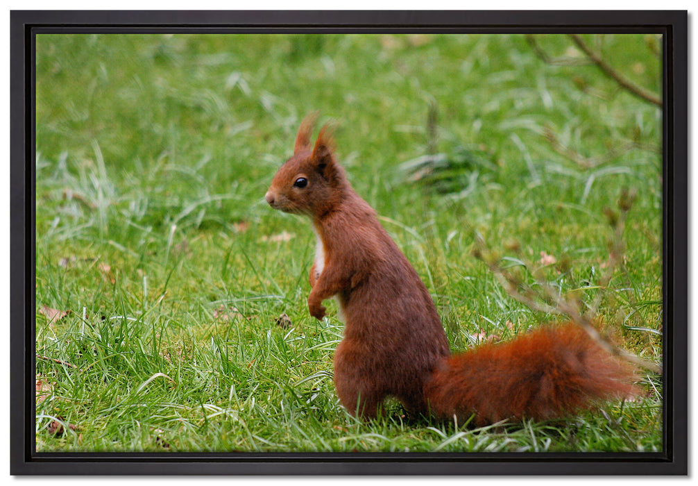 Eichhörnchen auf Leinwandbild gerahmt Größe 60x40