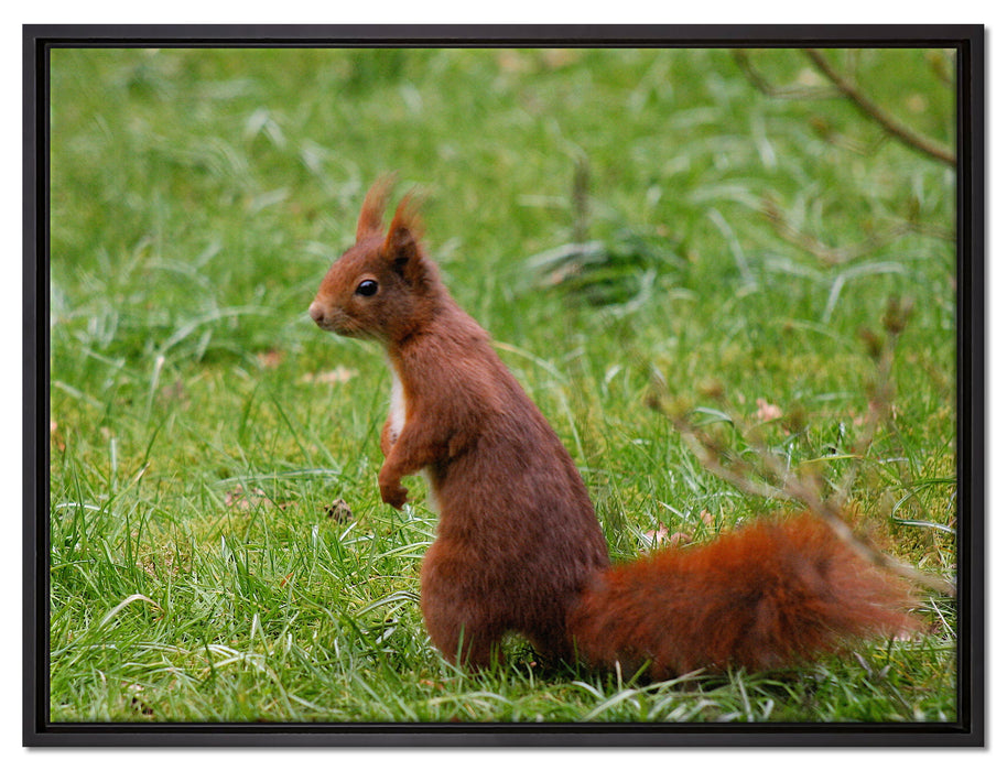 Eichhörnchen auf Leinwandbild gerahmt Größe 80x60