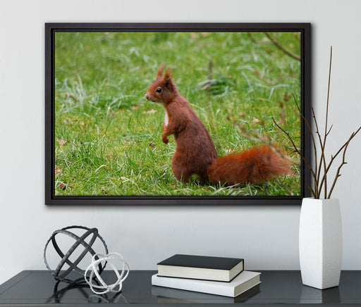 Eichhörnchen auf Leinwandbild gerahmt mit Kirschblüten