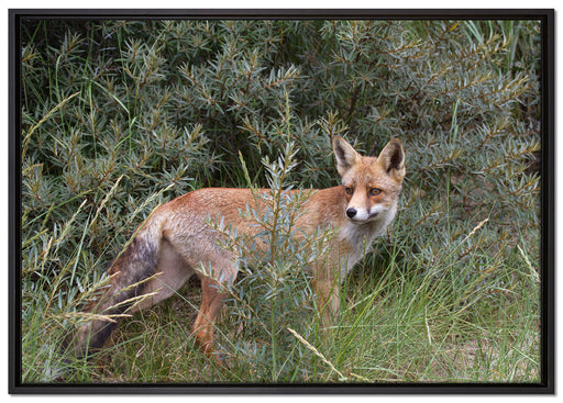 Fuchs im Wildstrauch auf Leinwandbild gerahmt Größe 100x70