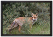 Fuchs im Wildstrauch auf Leinwandbild gerahmt Größe 60x40