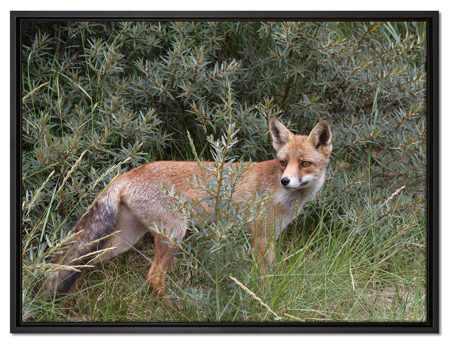Fuchs im Wildstrauch auf Leinwandbild gerahmt Größe 80x60