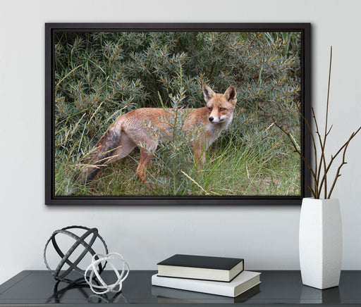 Fuchs im Wildstrauch auf Leinwandbild gerahmt mit Kirschblüten