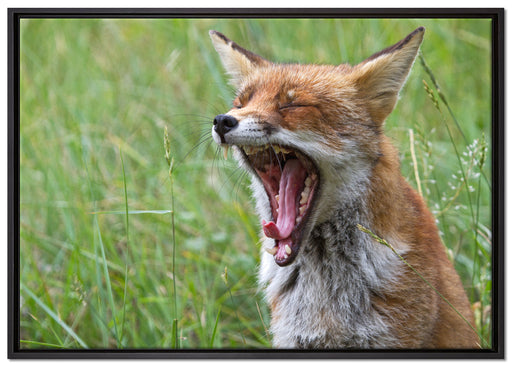 müder Fuchs auf Wildwiese auf Leinwandbild gerahmt Größe 100x70