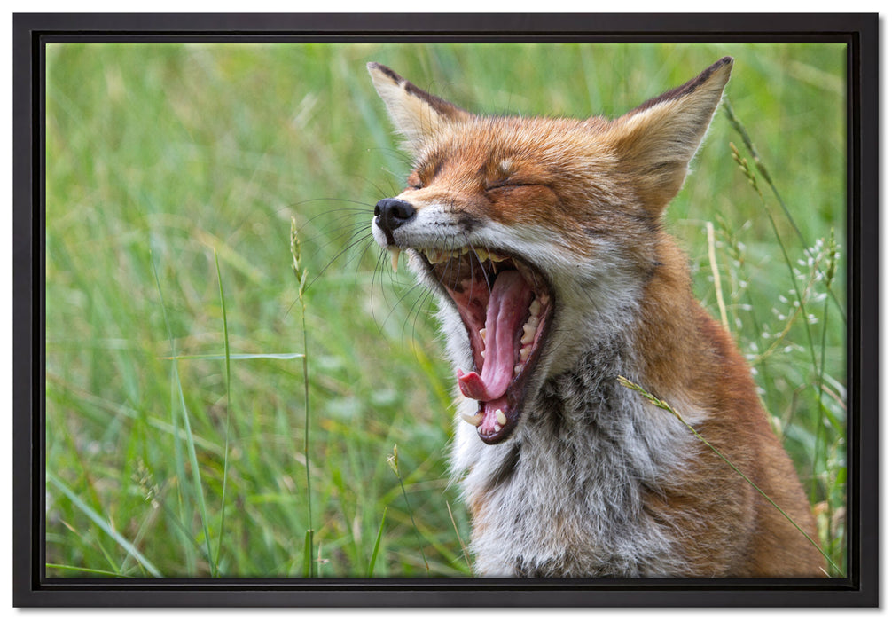 müder Fuchs auf Wildwiese auf Leinwandbild gerahmt Größe 60x40
