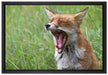 müder Fuchs auf Wildwiese auf Leinwandbild gerahmt Größe 60x40