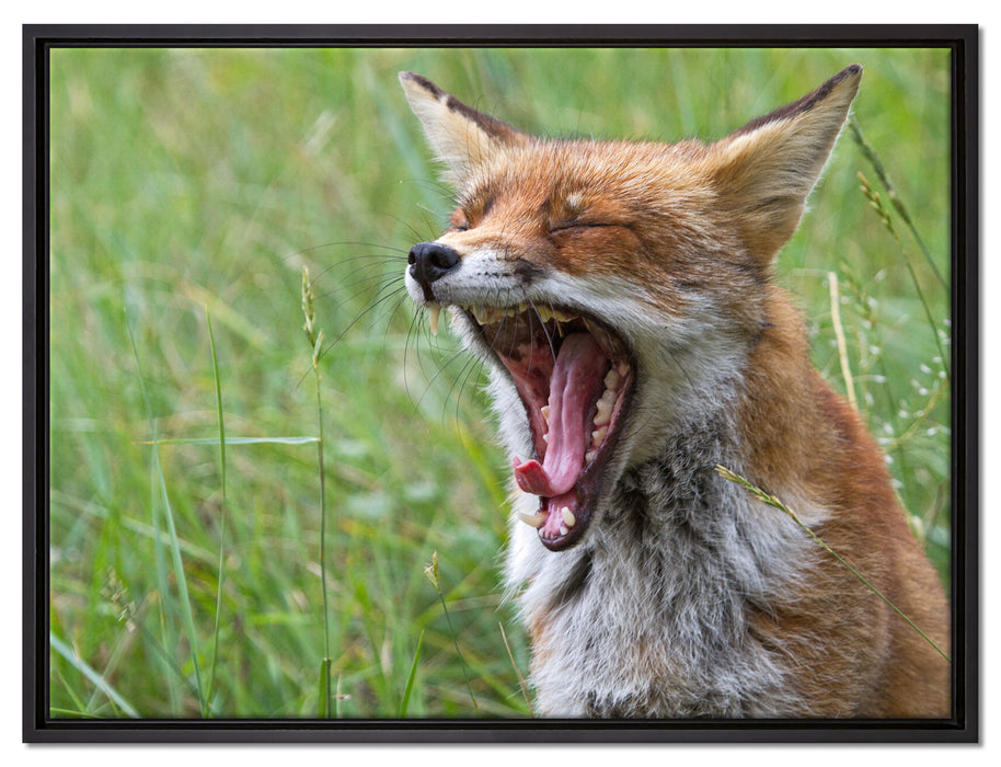 müder Fuchs auf Wildwiese auf Leinwandbild gerahmt Größe 80x60