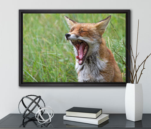 müder Fuchs auf Wildwiese auf Leinwandbild gerahmt mit Kirschblüten