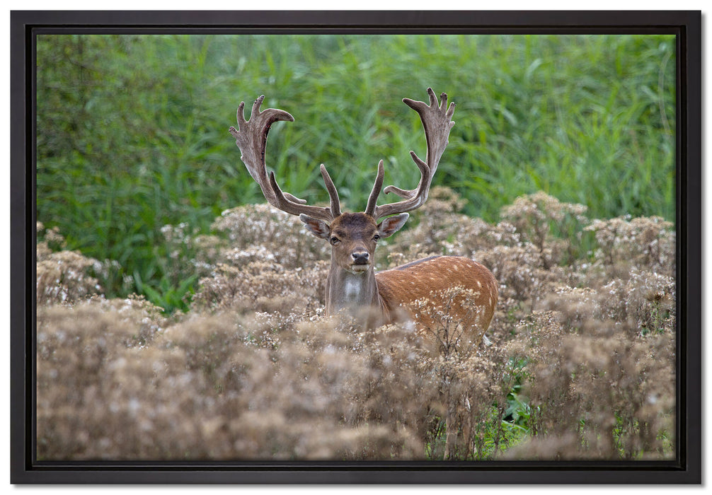 Hirschbock auf Wildwiese auf Leinwandbild gerahmt Größe 60x40