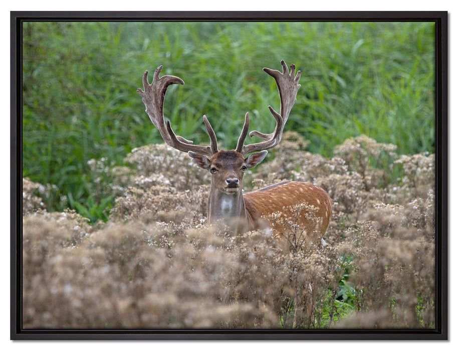 Hirschbock auf Wildwiese auf Leinwandbild gerahmt Größe 80x60