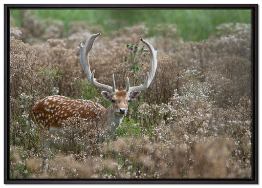 Axishirsch auf Wildwiese auf Leinwandbild gerahmt Größe 100x70