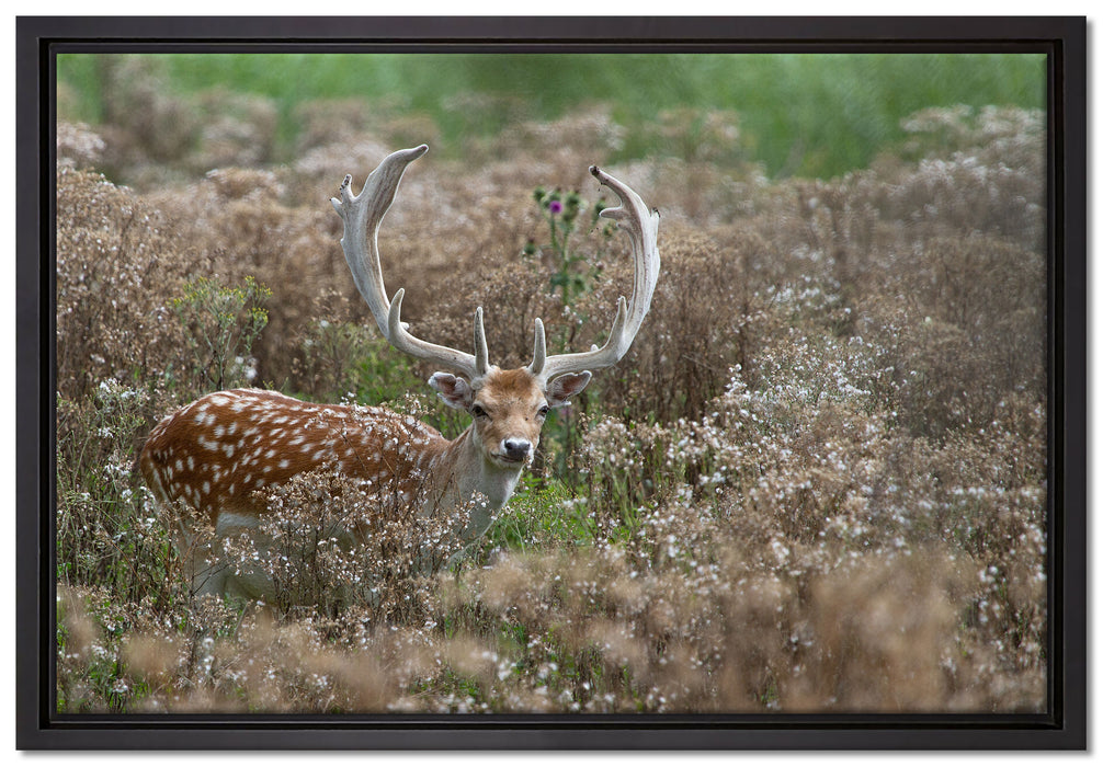 Axishirsch auf Wildwiese auf Leinwandbild gerahmt Größe 60x40