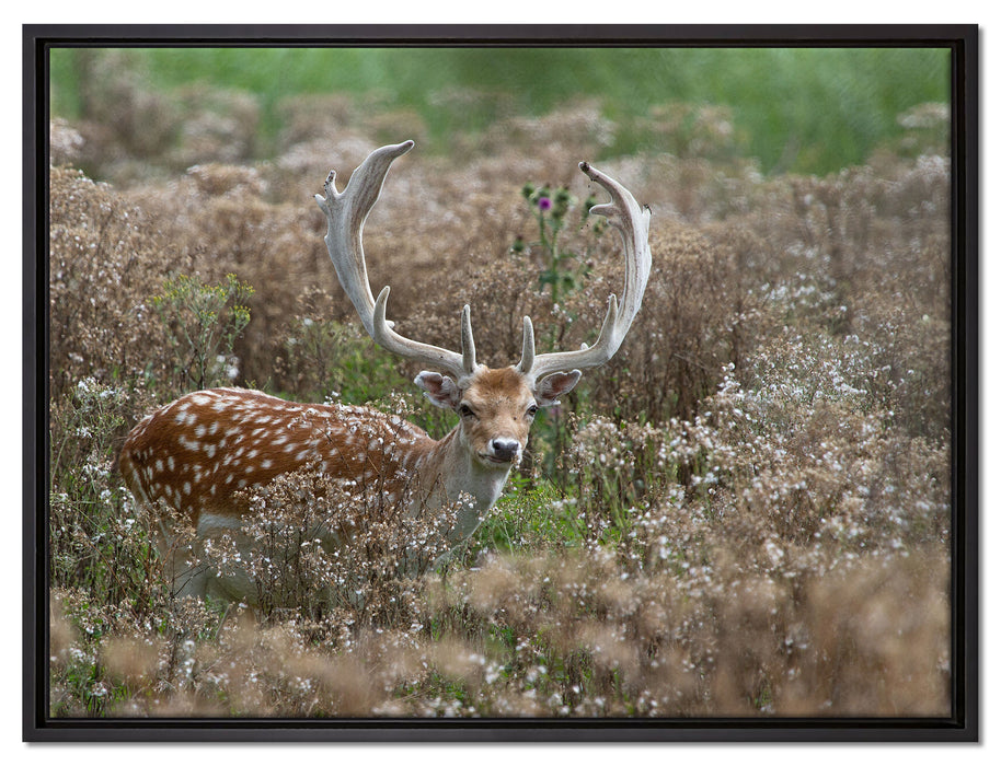 Axishirsch auf Wildwiese auf Leinwandbild gerahmt Größe 80x60