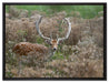 Axishirsch auf Wildwiese auf Leinwandbild gerahmt Größe 80x60