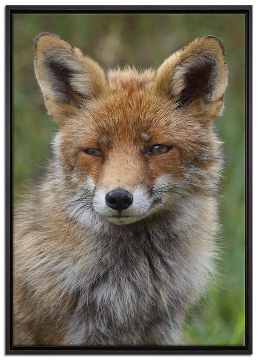 schöner Fuchs auf Leinwandbild gerahmt Größe 100x70