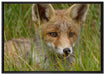 junger Fuchs auf Wiese auf Leinwandbild gerahmt Größe 100x70