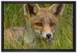 junger Fuchs auf Wiese auf Leinwandbild gerahmt Größe 60x40