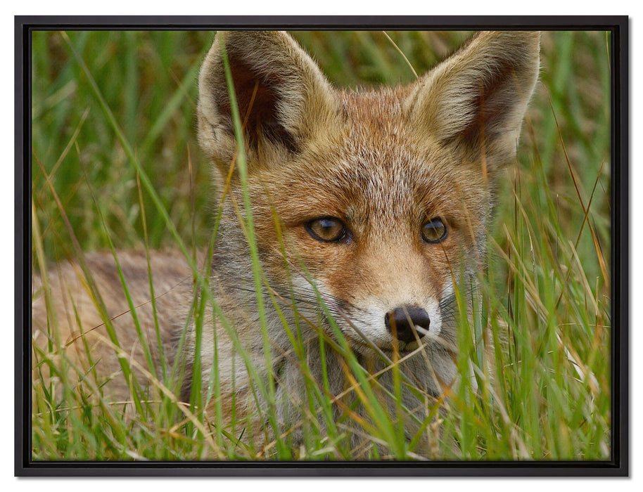 junger Fuchs auf Wiese auf Leinwandbild gerahmt Größe 80x60