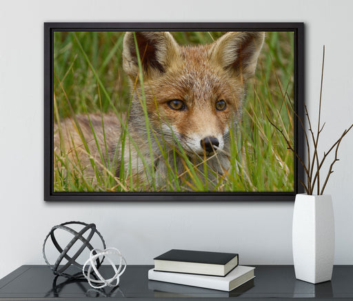 junger Fuchs auf Wiese auf Leinwandbild gerahmt mit Kirschblüten