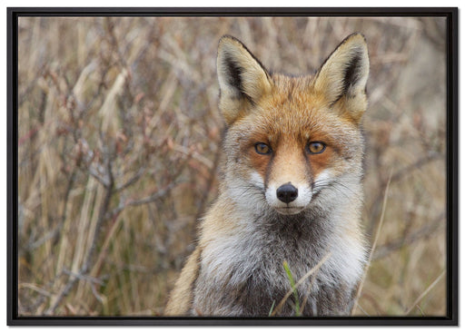 aufmerksamer Fuchs im Geäst auf Leinwandbild gerahmt Größe 100x70