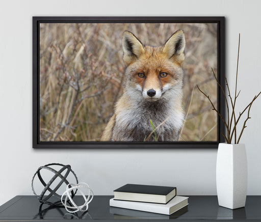 aufmerksamer Fuchs im Geäst auf Leinwandbild gerahmt mit Kirschblüten