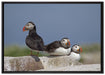 drei Papageitaucher auf Felsen auf Leinwandbild gerahmt Größe 100x70