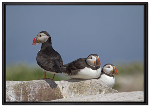 drei Papageitaucher auf Felsen auf Leinwandbild gerahmt Größe 100x70
