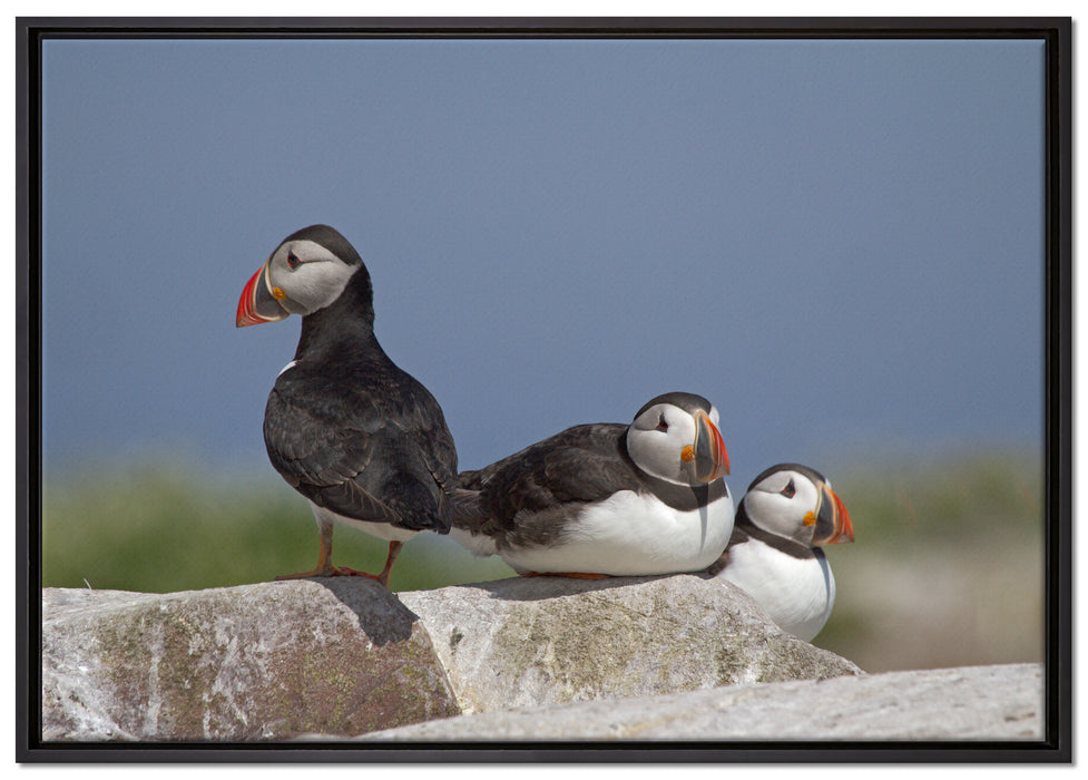 drei Papageitaucher auf Felsen auf Leinwandbild gerahmt Größe 100x70
