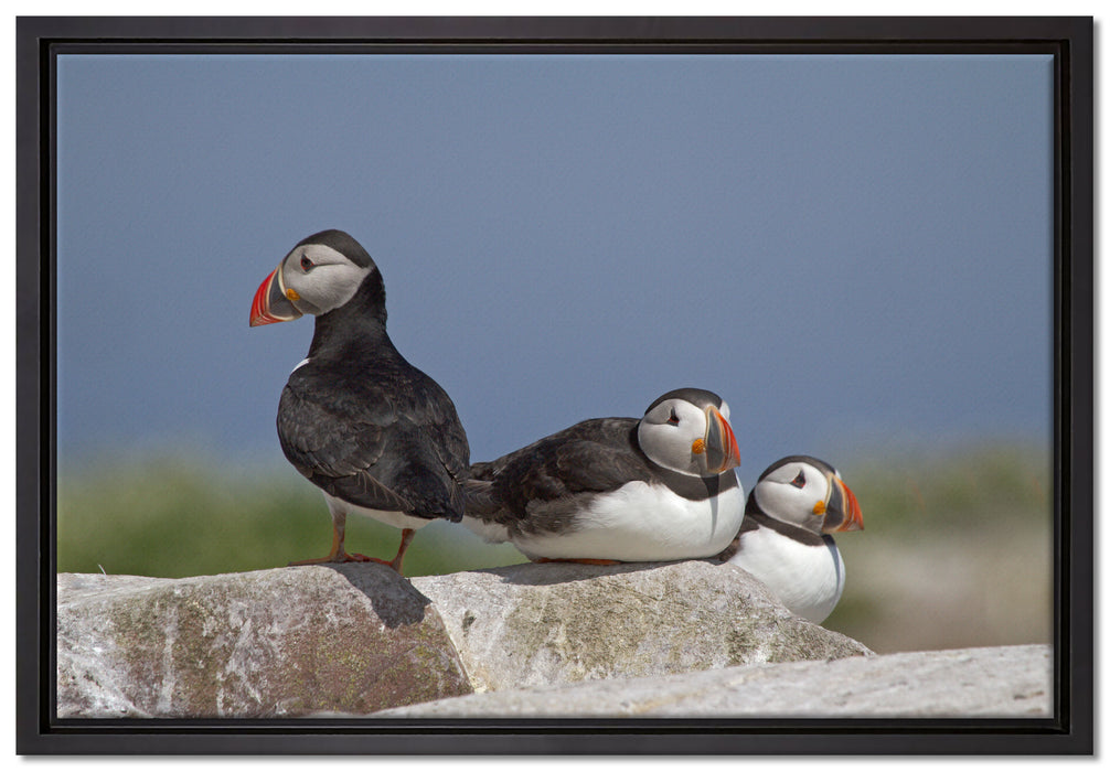 drei Papageitaucher auf Felsen auf Leinwandbild gerahmt Größe 60x40