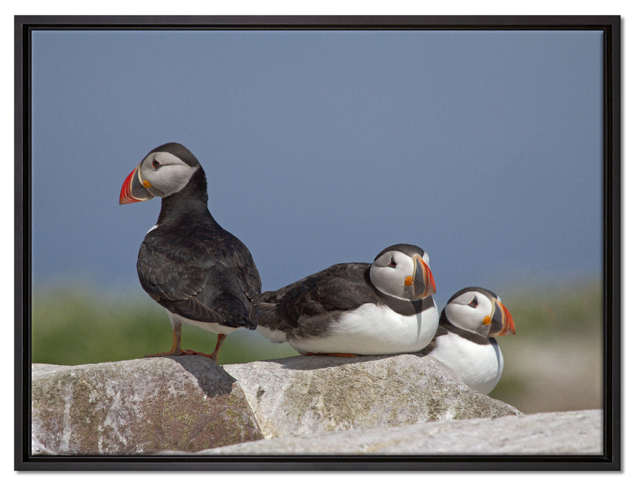 drei Papageitaucher auf Felsen auf Leinwandbild gerahmt Größe 80x60