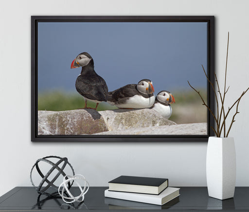drei Papageitaucher auf Felsen auf Leinwandbild gerahmt mit Kirschblüten