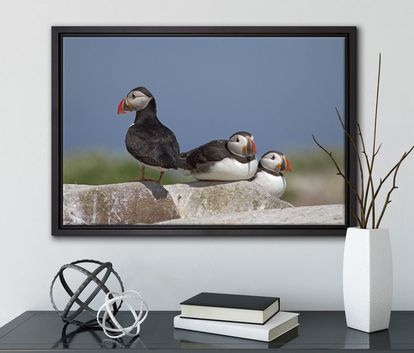 drei Papageitaucher auf Felsen auf Leinwandbild gerahmt mit Kirschblüten