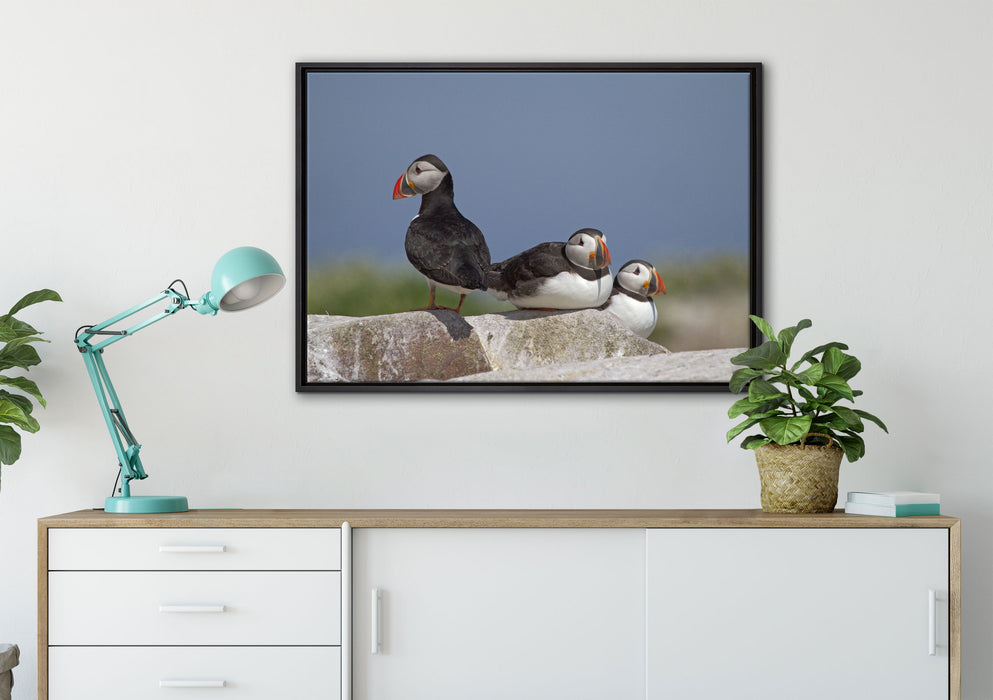 drei Papageitaucher auf Felsen auf Leinwandbild gerahmt verschiedene Größen im Wohnzimmer