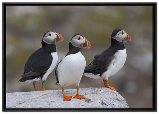 Papageitaucher Familie auf Felsen auf Leinwandbild gerahmt Größe 100x70