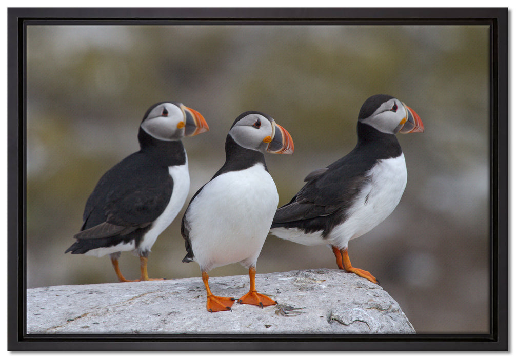 Papageitaucher Familie auf Felsen auf Leinwandbild gerahmt Größe 60x40