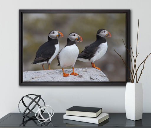 Papageitaucher Familie auf Felsen auf Leinwandbild gerahmt mit Kirschblüten