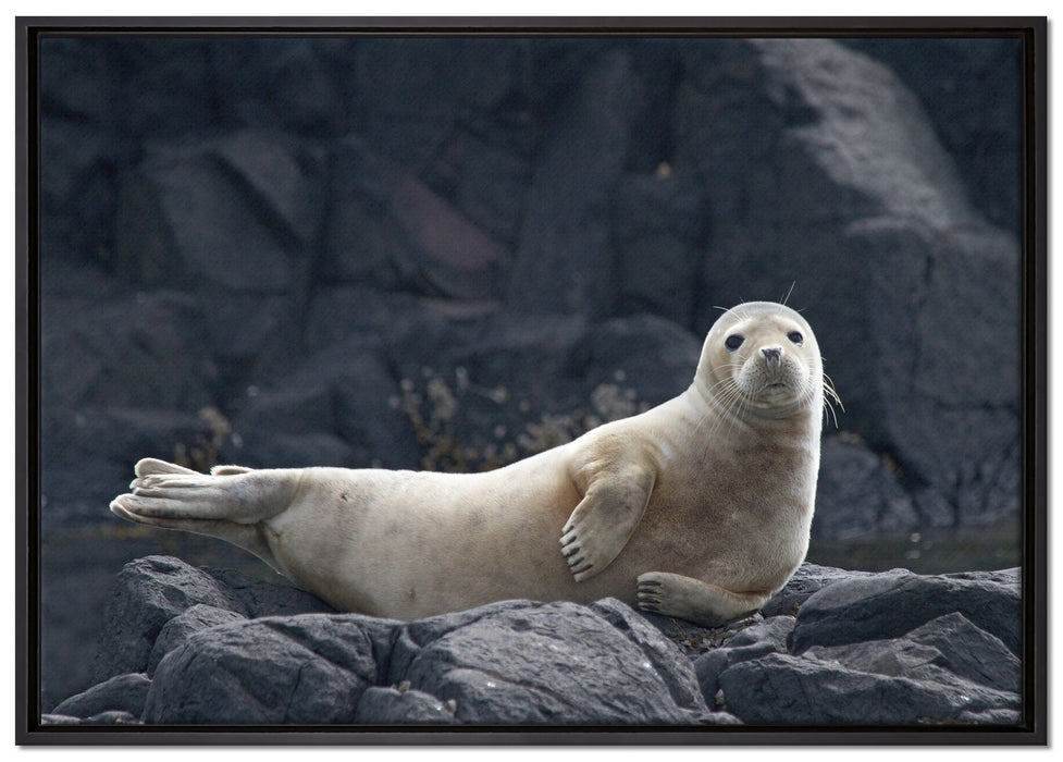 Robbe entspannt auf Felsen, Leinwandbild mit Bilderrahmen